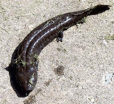 Pictures Of Mudpuppy - Free Mudpuppy pictures 